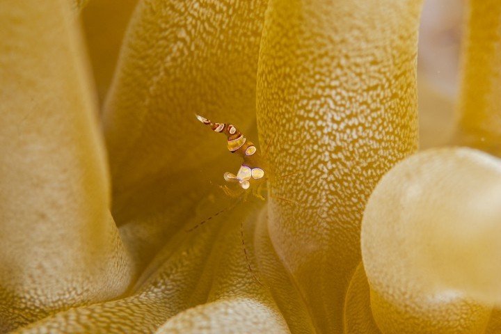 Squat Anemone Shrimp