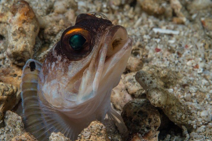 Murex Dive Resort - Goby