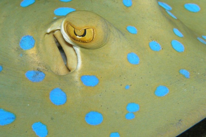 Brayka ExtraDivers - blue spottet stingray