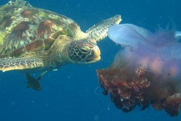 Magic Island Diving - Schildpad met kwal
