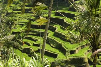 Bali Duikrondreis - jungle