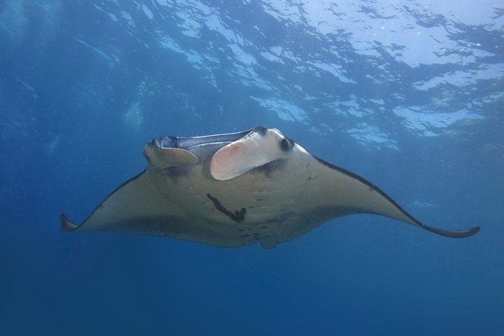 BigFish Diving - Manta Point Nusa Penida