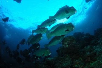 Sipadan Diving -