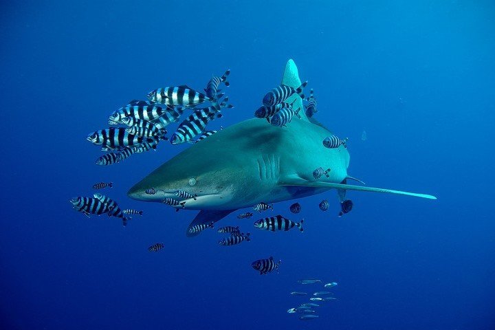 Wadi Lahami Diving - haai