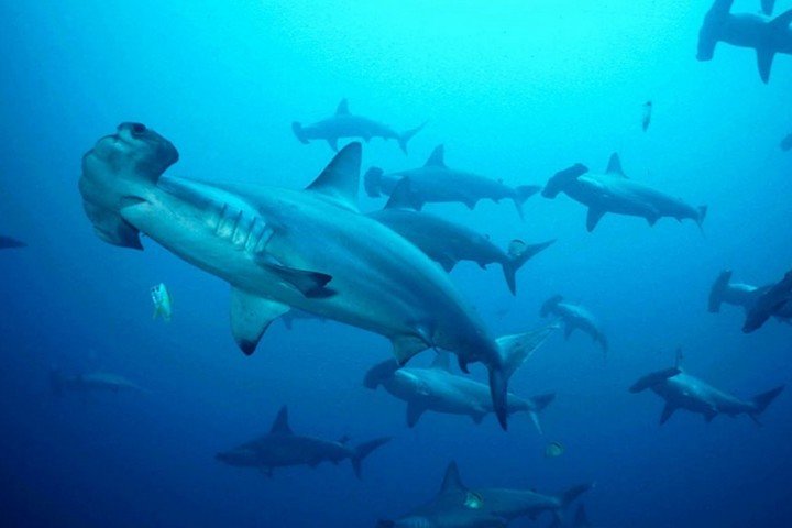 Layang Diving - Hammerhead haai