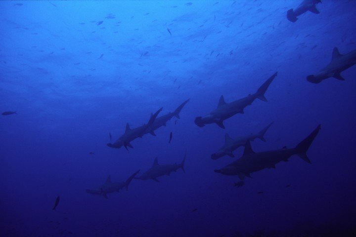 Scuba Iguana - Schooling Hammerhead