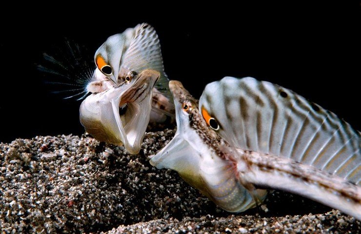 Pike Blenny St.Eustatius