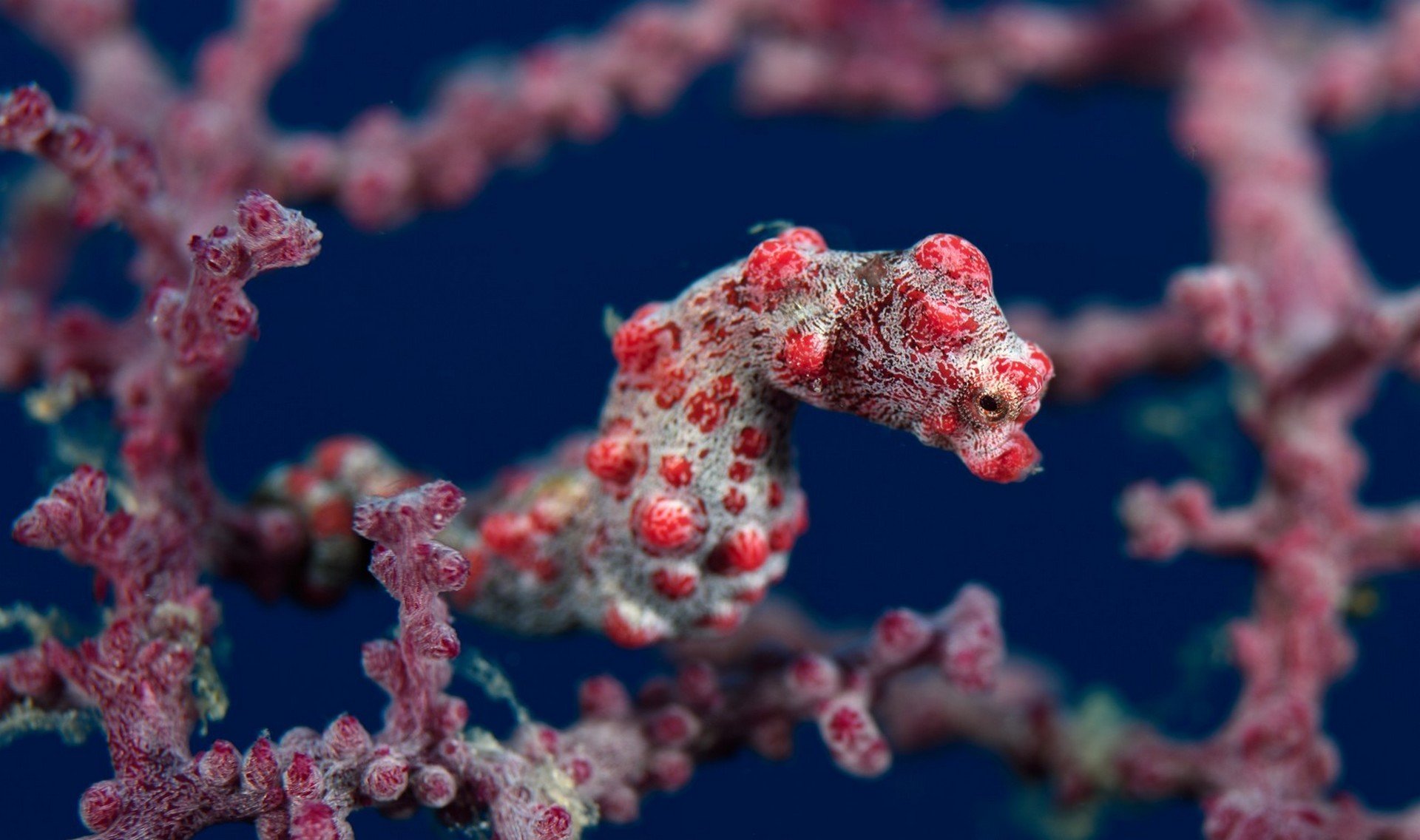 Pygmee Seahorse Filipijnen