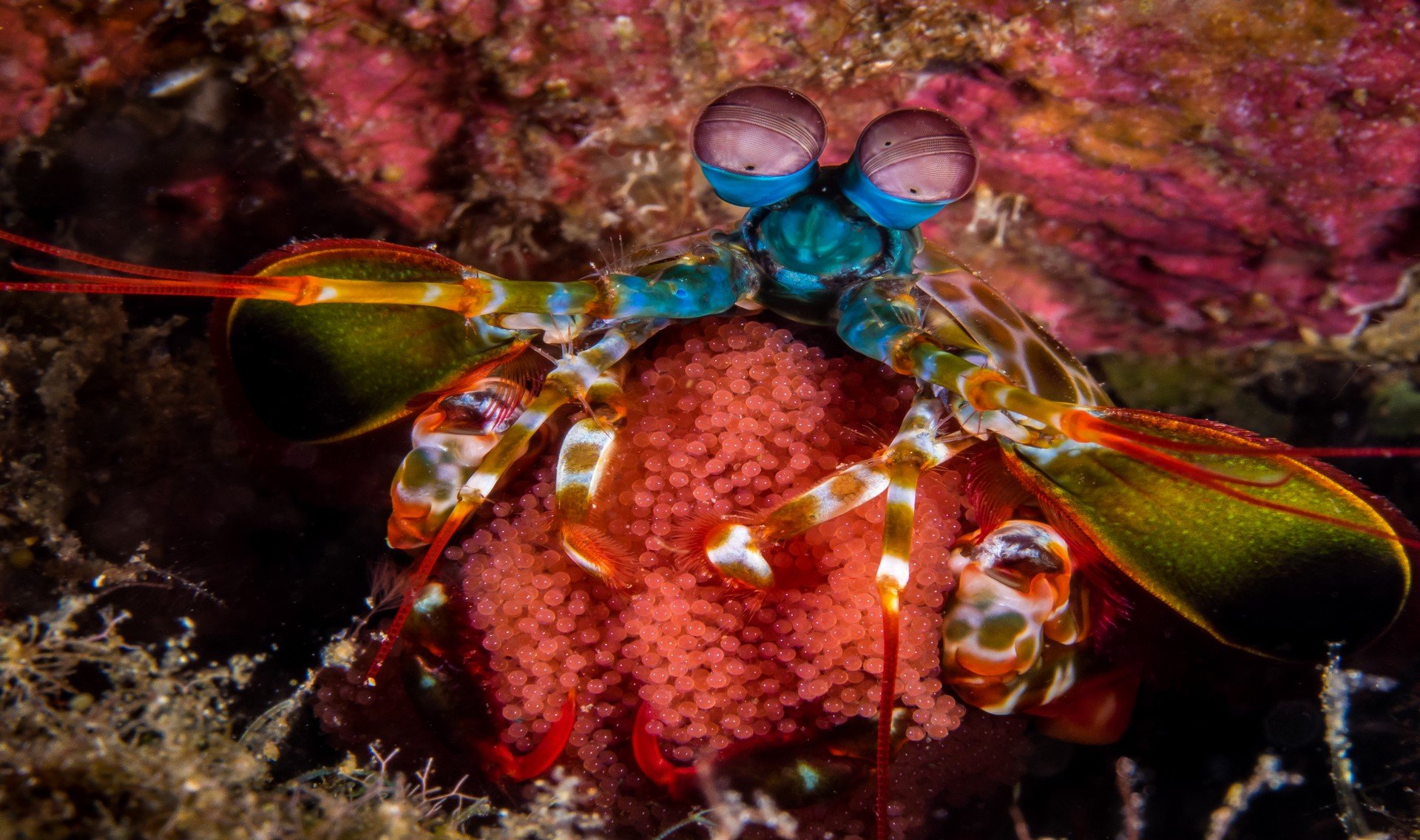 Mantis Shrimp 