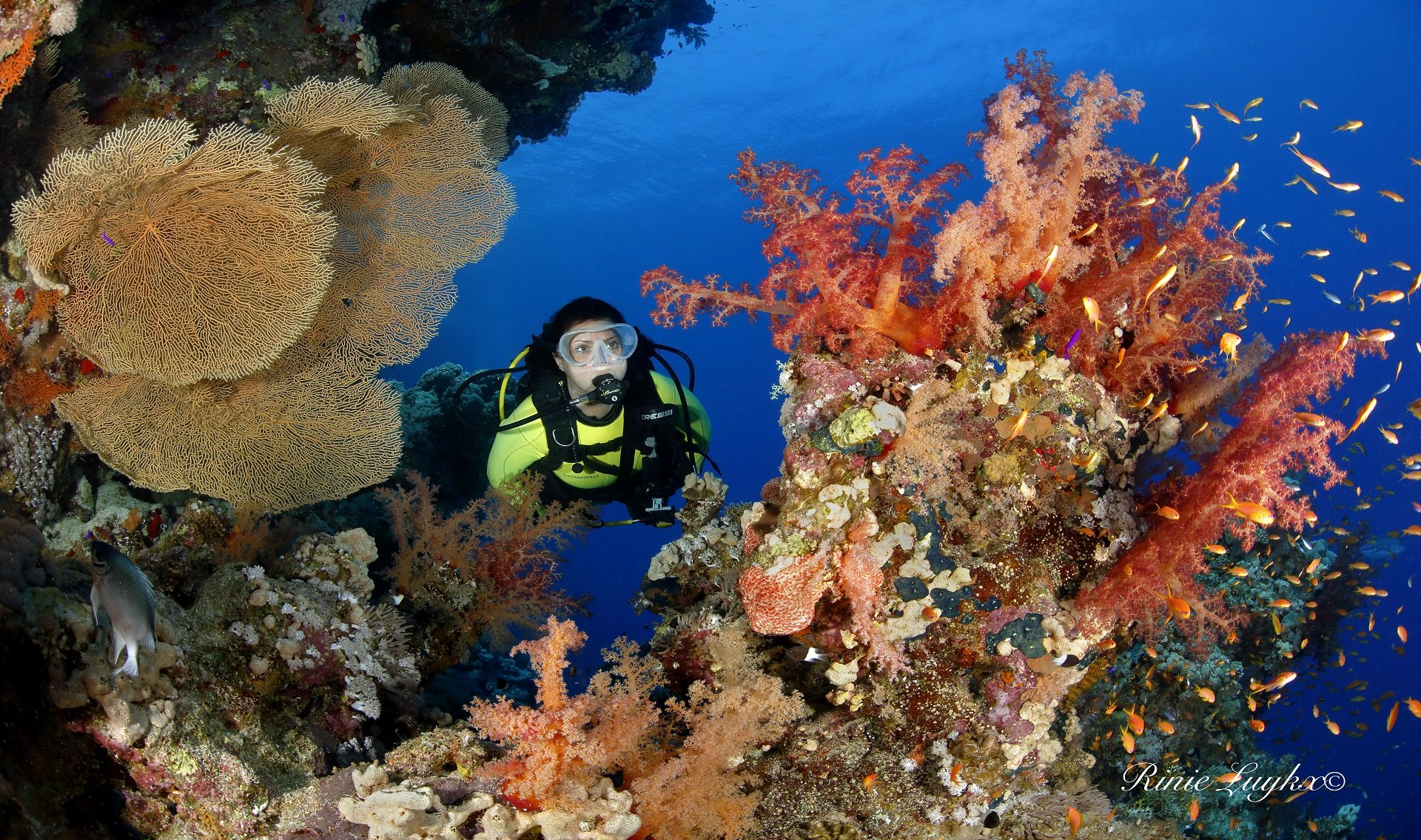 Duikvakantie Egypte Dive and Travel