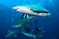 Zuid Afrika duikvakantie Dive and Travel
