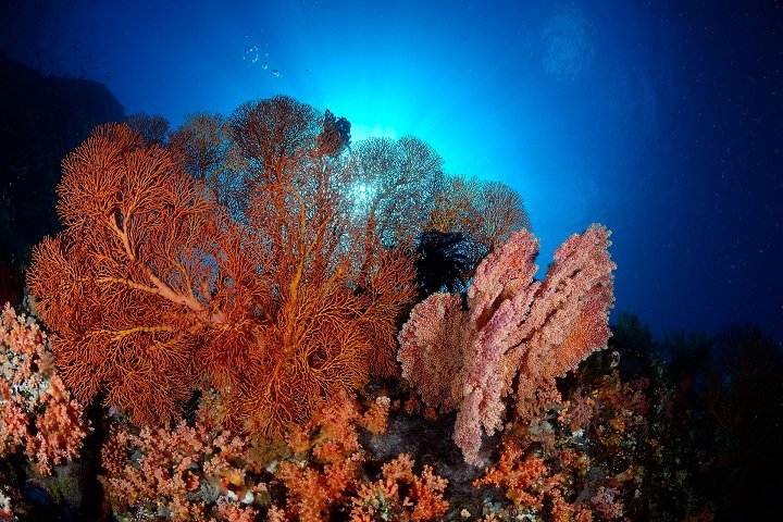 koraal murex dive resort