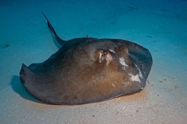 Dolphin Dream Tiger Beach Bahamas