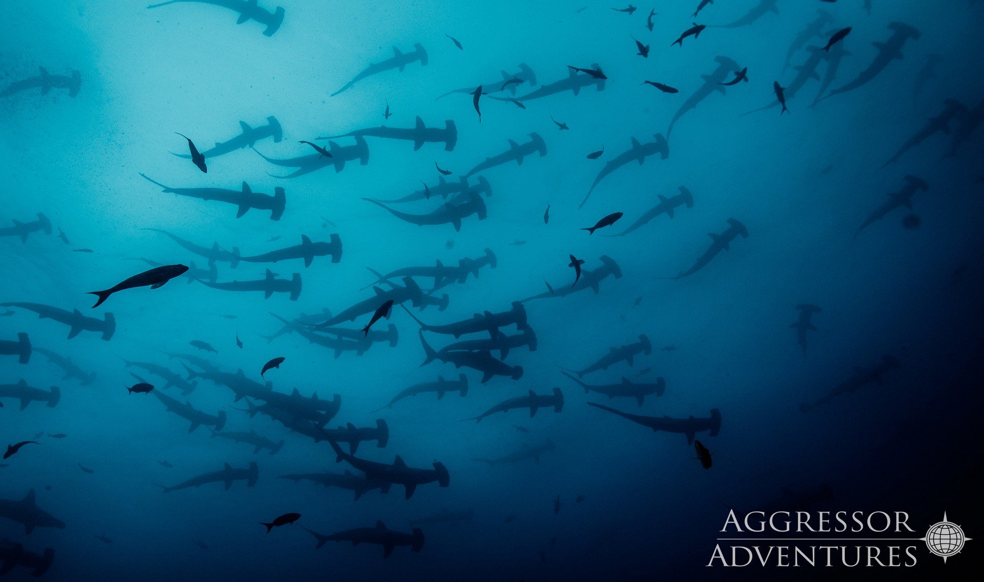 Diving Agressor I Cocos island
