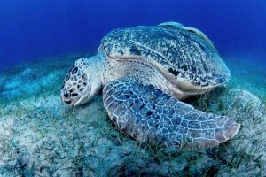 Abu Dabbab Turtle