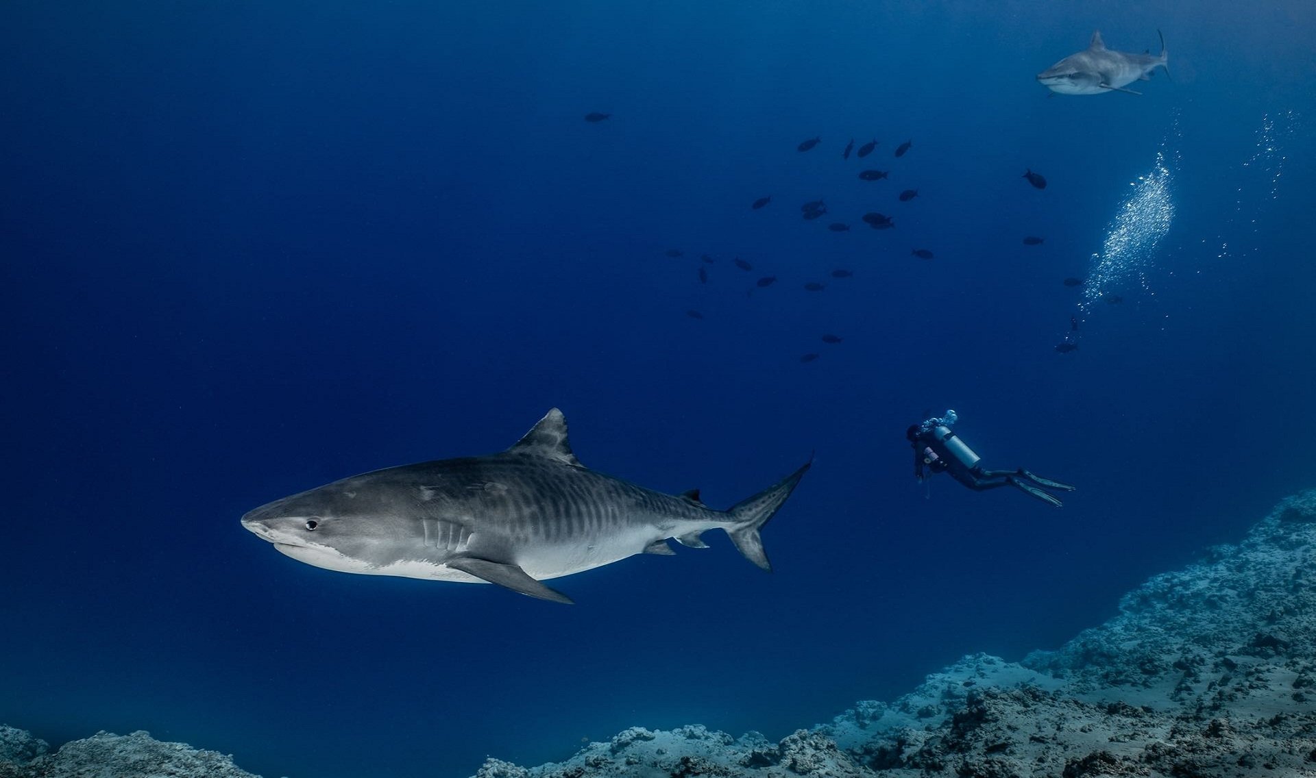 Pelagic Divers Malediven Fuvamulah Tigershark