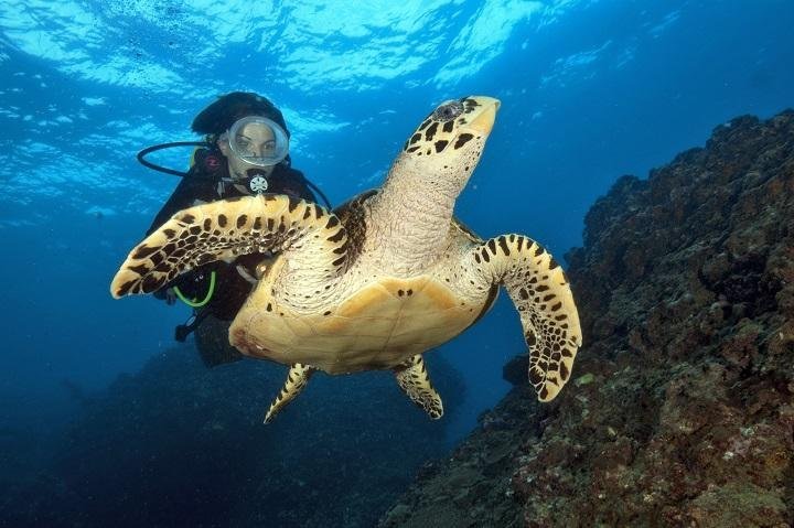 Sea Bees Diving