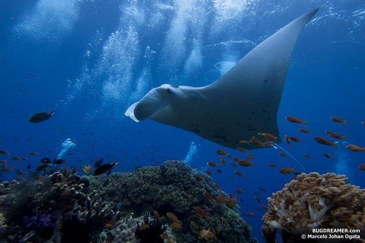 ALL4DIVING Manta Nusa Penida