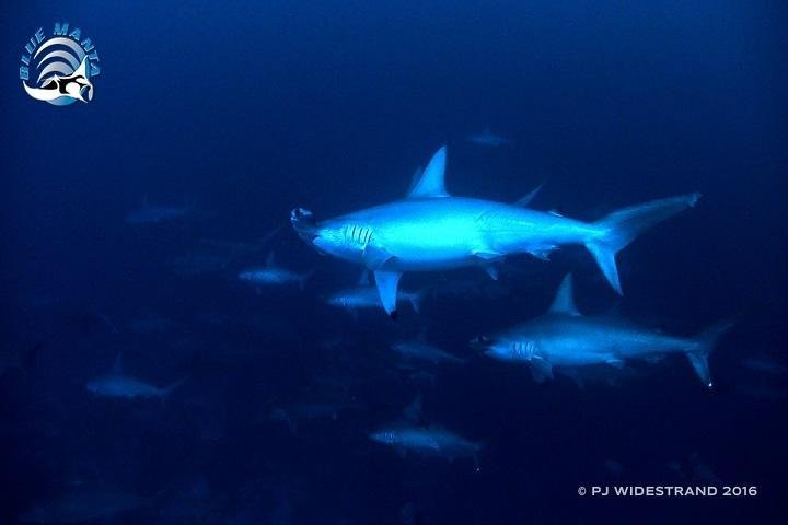 Blue Manta Liveaboard - hamerhaaien