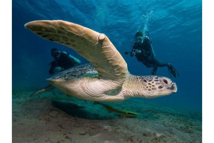 Coraya Divers duiker met schildpad