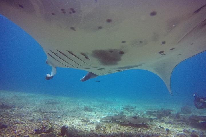 Manta