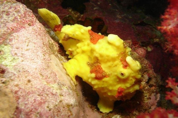 Sea Bees Diving - Khao Lak Orchid