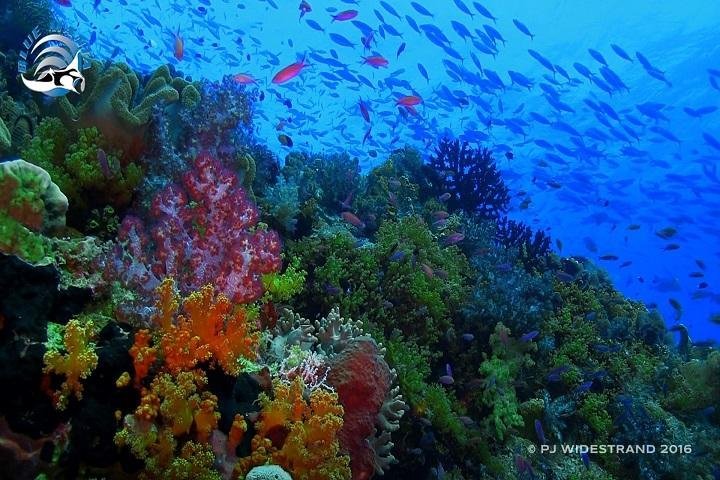 Blue Manta Liveaboard - onderwater