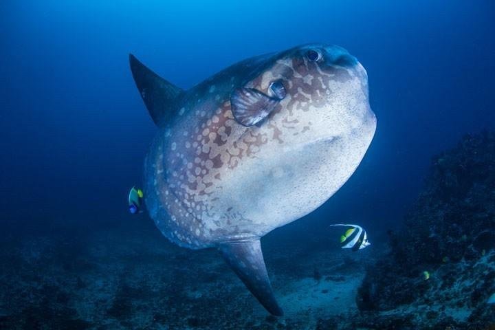 ALL4DIVING Mola Mola Nusa Penida