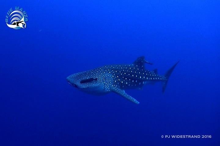 Blue Manta Liveaboard - onderwater