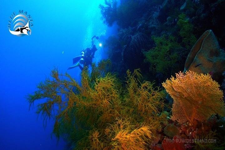 Blue Manta Liveaboard - onderwater