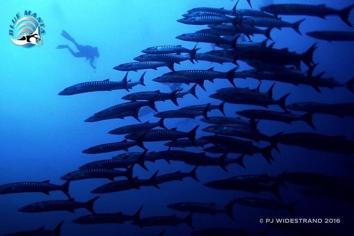 Blue Manta Liveaboard - barracuda