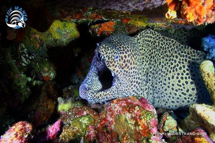 Blue Manta Liveaboard - eel