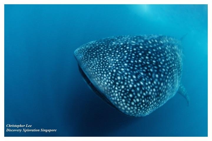 Ticao Island Resort whaleshark