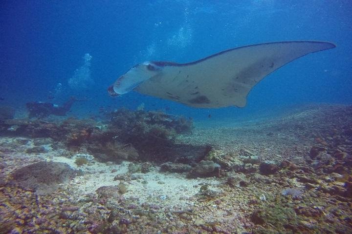 Manta