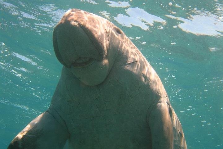 Dugong